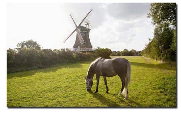Paard met overgewicht. Het gewicht moet bij paarden met artrose onder controle worden gehouden.
