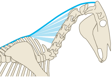 Het ligamentum nuchae bij een paard hecht vast achetraan de basis van de schedel, en loopt door over de volle lengte van de hals tot aan de schoft.