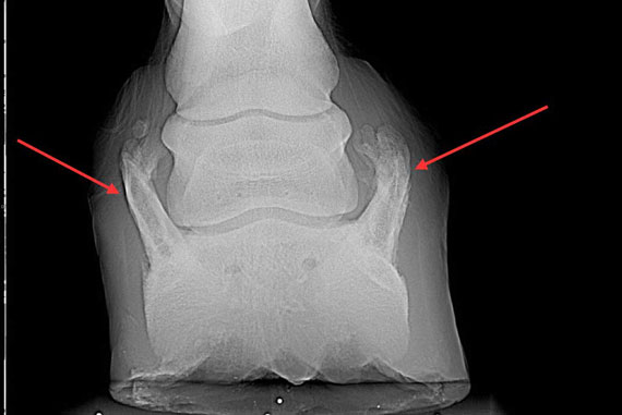 GlucoHorse | Rx, verbening van het hoefkraakbeen. Takken links en rechts van het hoefbeen.