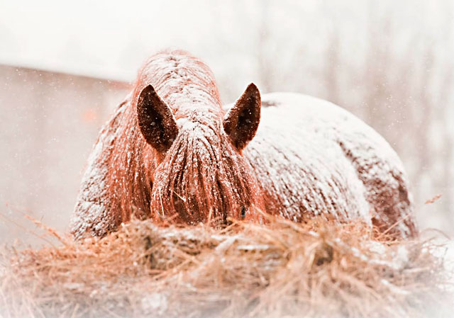 GlucoHorse | Een paard, voskleurig, eet hooi. Sneeuw ligt op zijn rug en zijn manen.