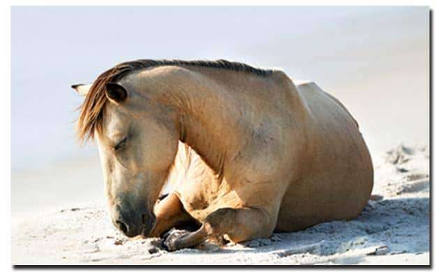 Paard dat rust in het zand. Regelmatige rustperiodes zijn belangrijk voor paarden met artrose.