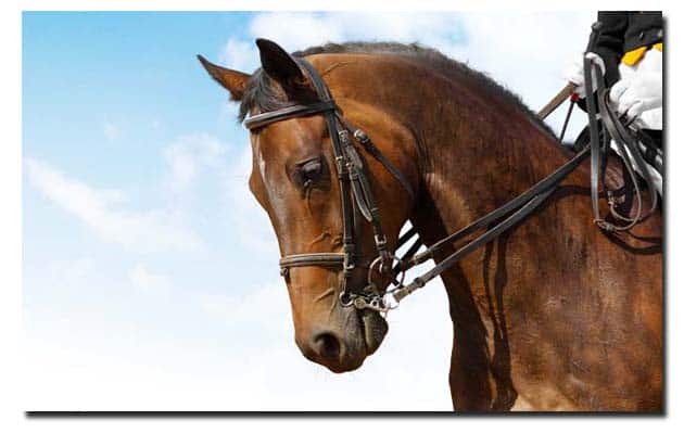 Hoofd en hals van een paard dat verzameld loopt op stang en trens. Langdurig sterk verzamelen is niet geschikt voor paarden met artrose.